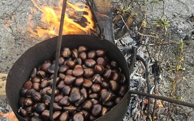 Dia de São Martinho